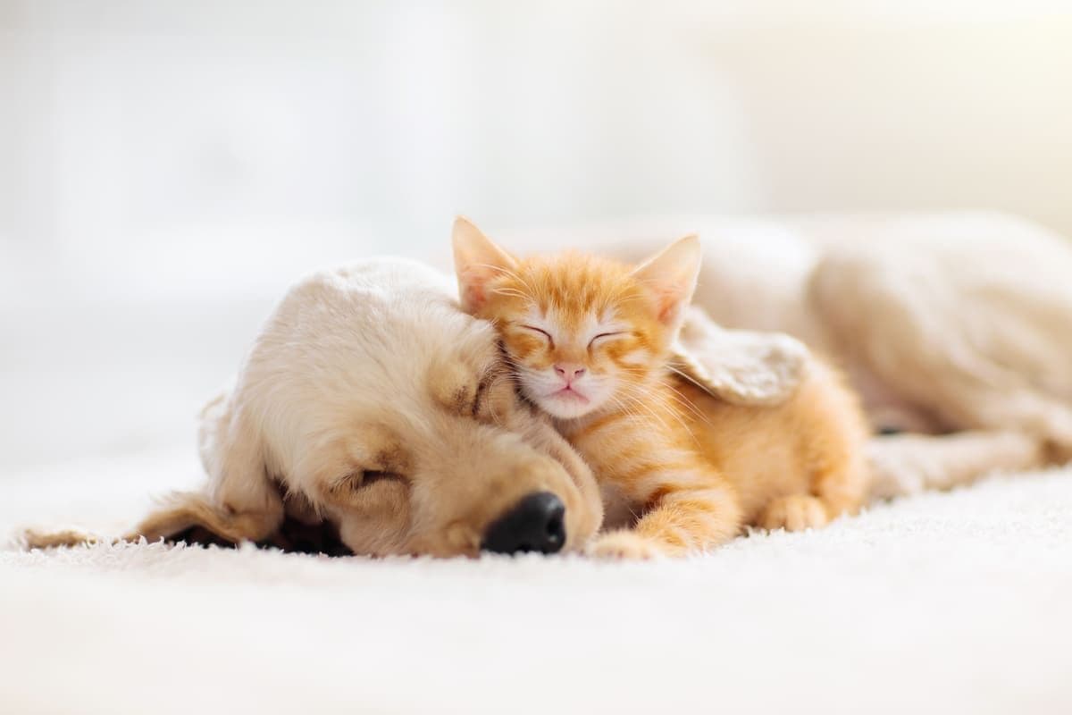 VTC animaux à Marseille – Voyagez avec votre compagnon à quatre pattes