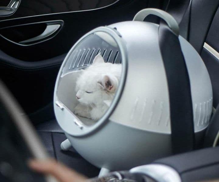 VTC avec animaux de compagnie à Marseille